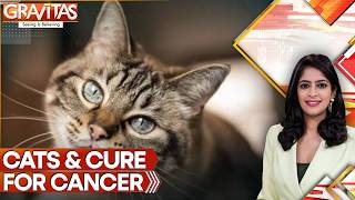 Can Cats Help Cure Cancer? Scientists Discover Remarkable Genetic Link | GRAVITAS