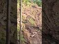 #youtubeshort #funnyvideo #junglecutting #shortsvideo