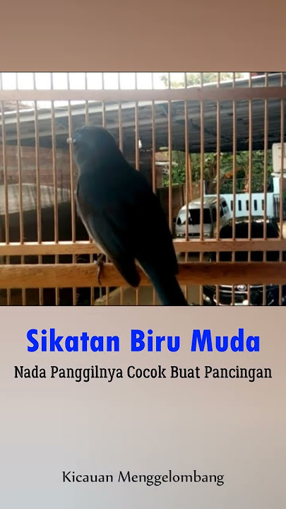 Sikatan Biru Muda Nada Panggilnya Cocok Buat Pancingan #short