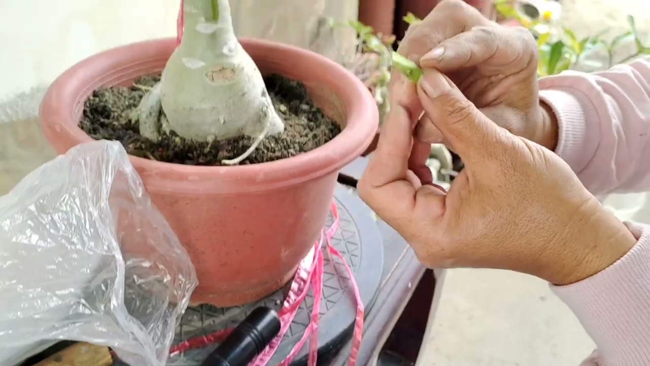 沙漠玫瑰補枝條很難嗎？