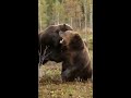 Epic brown bear fight shorts
