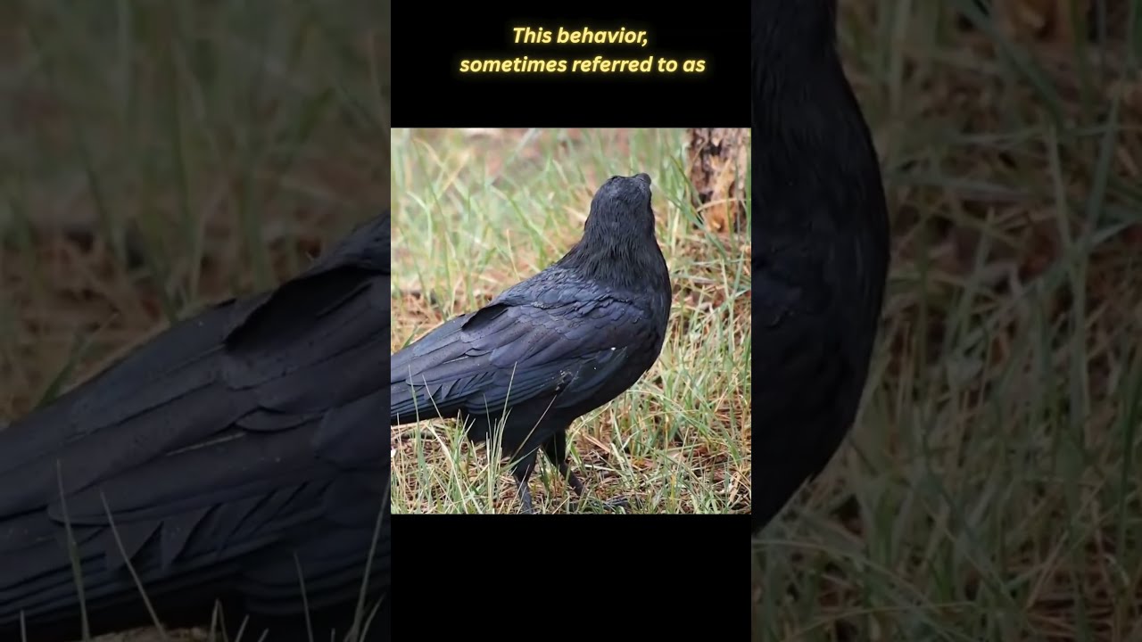 Why Crows Hold Funerals Dark But Genius 