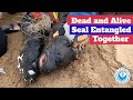 Dead And Alive Seal Entangled Together