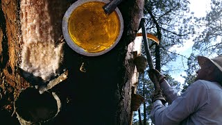 La RESINA. Extracción tradicional de la corteza del tronco del pino | Oficios Perdidos | Documental