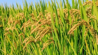 Top 5 High-Yielding & Profitable Rice Varieties| Smart Agri Hub screenshot 5