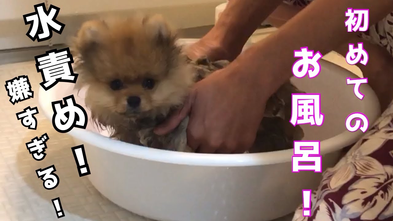 【前編】初めてのお風呂が嫌すぎる子犬ポメラニアン YouTube