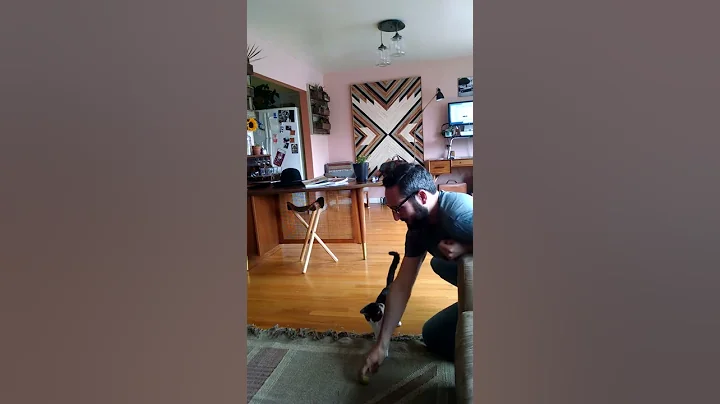 Simon the kitten plays fetch
