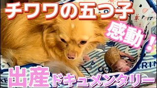 【感動瞬間】チワワの初出産・五つ子の仔犬が産まれました！#チワワ