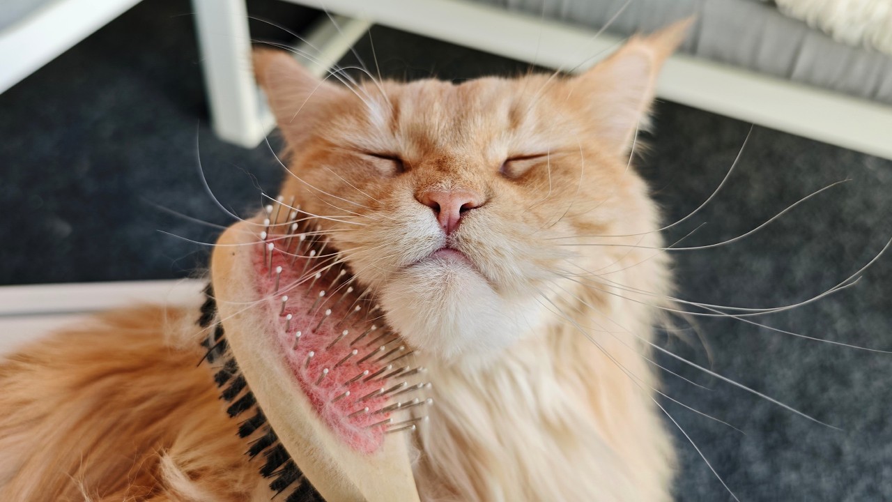Brushing My Cats - ASMR
