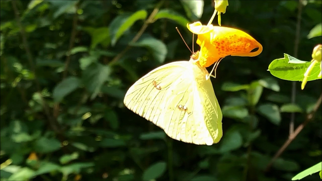 Cloudless Sulphur, a first for us!!!!!