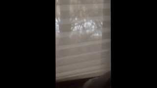 Robin hitting window all day
