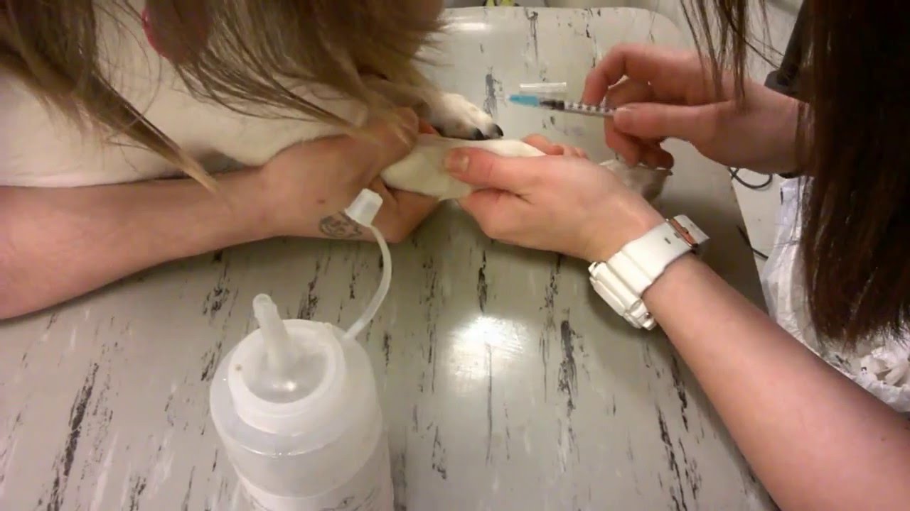 IV Injection (Canine) YouTube