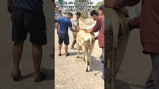 “मरते हुए नंदी महाराज को बचाया 😢➡️❤️ #RespectAnimals” #firstvlog #cow #explore