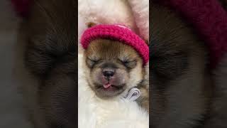 Download Lagu Oh my God #Shiba Inu Baby #小 milkdog # A very well-behaved puppy at first glance #豆Chai #Shiba Inu MP3