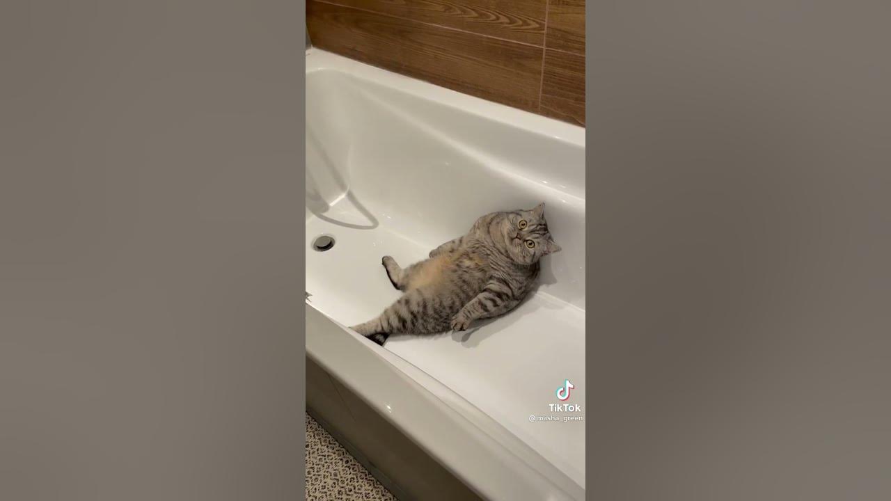 Кот нормально видео. Кот нормально видео