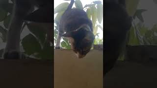 Sudah kebiasaan si mujaer 🐱