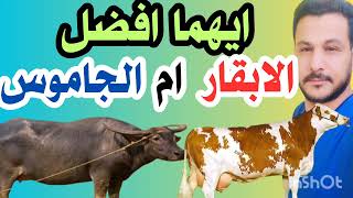 ايهما افضل لمشروع الحلاب الابقار  ام الجاموس Which is better, cows or buffalo?