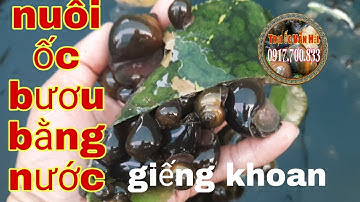 NUÔI ỐC BƯƠU ĐEN BẰNG NƯỚC GIẾNG KHOAN|TRẠI ỐC VĂN HẢI☎️0917.700.833