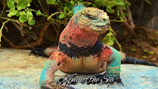 Download Lagu Nearly extinct animals on Earth  | The travel rana MP3