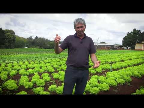 Vídeo: Informações sobre a podridão do talo de aipo - Reconhecendo e tratando a podridão de talo em plantas de aipo