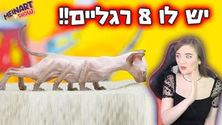 חתול עם 8 רגליים!! (סיפור אמיתי) חתולים הכי מוזרים בעולם