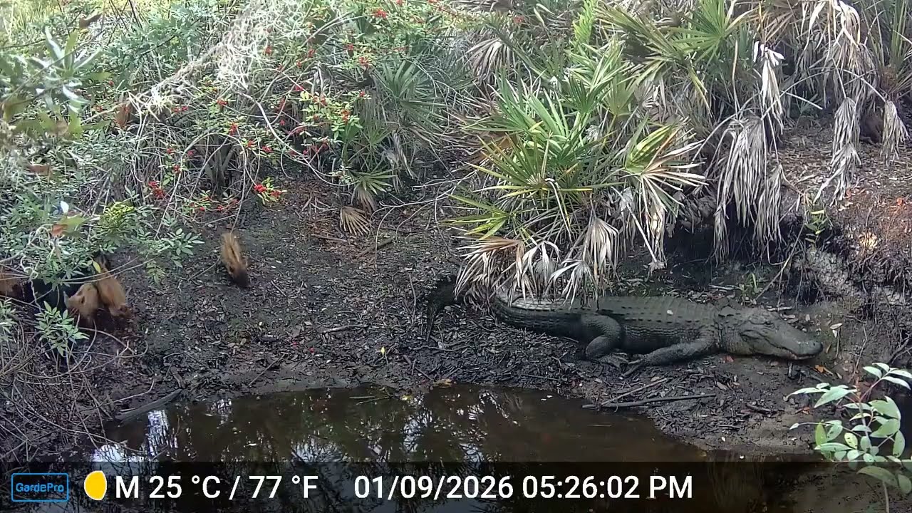 Trailcam tuesday 1 19 26