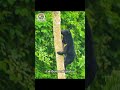 #apnature #สารคดี #wildlife #nature #tiger #documentary #animals