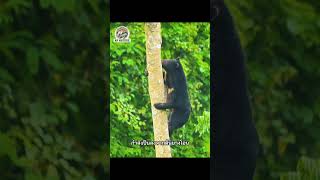 #apnature #สารคดี #wildlife #nature #tiger #documentary #animals