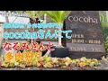 【多肉狩り】糸島市cocohaさんでワイワイ多肉狩り♪