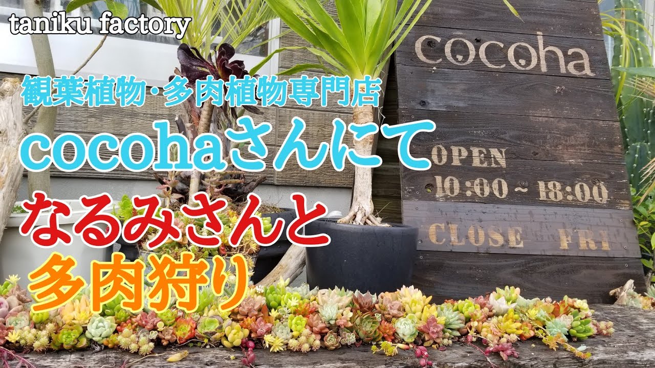 【多肉狩り】糸島市cocohaさんでワイワイ多肉狩り♪