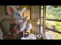 Squall / 福山雅治 (cover by シード)