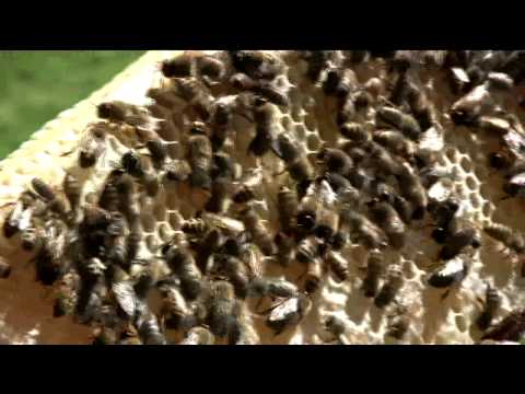 Fulton County Beekeeper