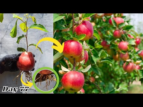 Video: Apple Tree Growing Info - Hoe plant je appelbomen