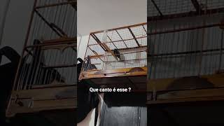 que canto é esse ?#bicudo#curio#azulao#papacapim#passaros