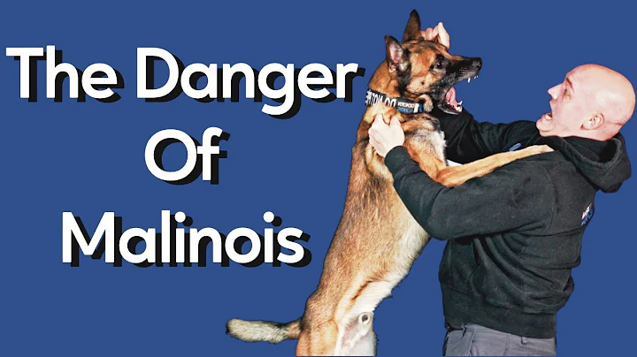 Most Dangerous Thing About Owning Malinois - DayDayNews