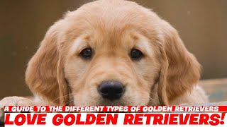 A Guide to the Different Types of Golden Retrievers