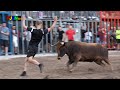 Vaquillas ganadería Ponce Meliá - Nules (Castellón) 10-10-2023 Bous Al Carrer [Toros FJGNtv]