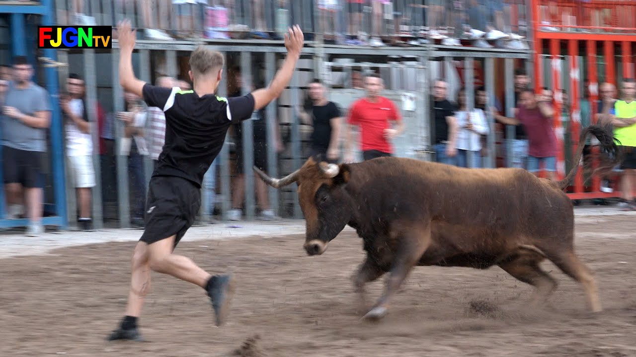Vaquillas ganadería Ponce Meliá - Nules (Castellón) 10-10-2023 Bous Al Carrer [Toros FJGNtv]
