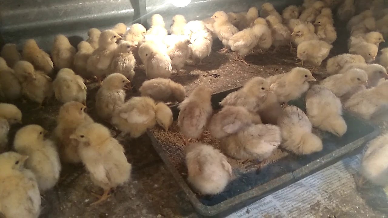 Setelah Di Vaksin ND IB Vaksin Ayam Pejantan ternak ayam bangkok