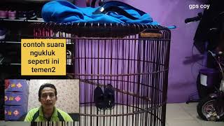 murai batu ngukluk pakai terapi budeg saja