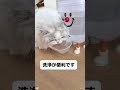電動給水器を凌駕!より安全、より静か、より簡単。今注文なら、プラットフォーム限定補助金も! #猫あるある#猫の健康#自動給水器#コードレス給水器#猫が水を飲まない
