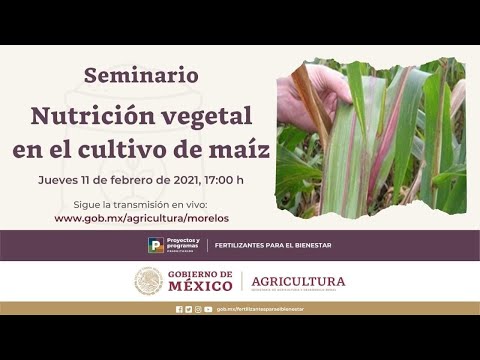 Vídeo: ¿Es El Maíz Un Vegetal?