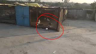 Kabutar pakadne ka tarika / Lucknow pigeon kabutar baji 2020