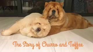 The Story of Churro and Toffee