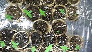 guerilla uk grow 2018 (Lister site) (video 4)(prep )