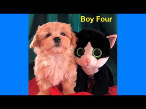 Maltese Shih Tzu Pups Playing Youtube