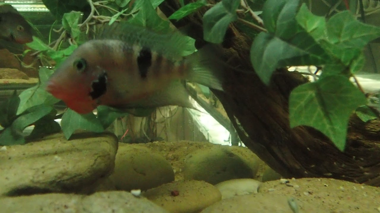 Thorichthys meeki Dolores rio mopan - Black meeki red form