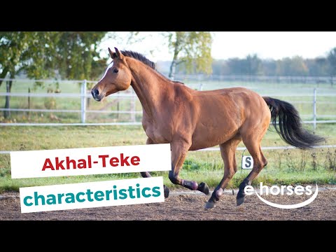 วีดีโอ: Akhal-Teke Horse Breed Hypoallergenic สุขภาพและอายุขัย