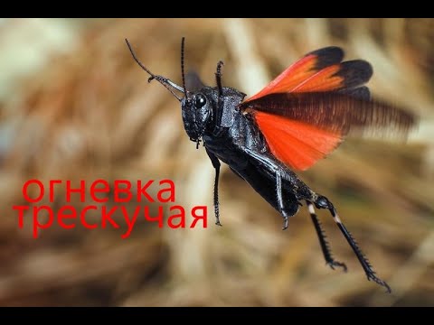 Лады для кузнечика
