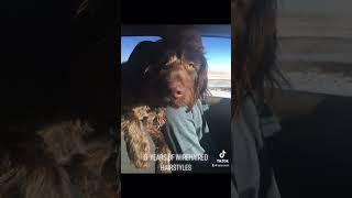 German Wirehaired Pointers hairdos  so easy to play with their fur #gwp #germanwirehairedpointer